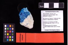 NHMW-GEO-2007z0149-0020_Ol_02.tifLaeviprosopon laeve (von Meyer, 1857)  (NHMW-GEO-2007z0149-0020)